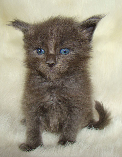 ���� ��� ������� ��������� Catsvill County!  ���� ����! ������ ������ ���� ���! ���� ��� ������ ������ � ����� ����!!! �������� ���� ����� Catsvill County +7-926-544-74-09  ���� ��� �������� ������. ���� ��� ������, ���� ��� �������, ���� ��� ������,  ���� ��� ����, ���� ��� ��������, ���� ����,  ������ ������ ���� ���,  ������ ����-����, ����� ������� ������ �����, ����� ����� ������!